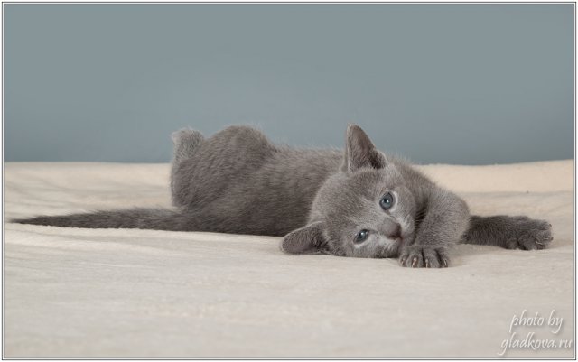 Сherokee                     русский голубой котенок