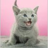 JOY LOVER                питомник русских голубых кошек